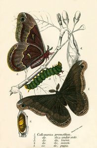 Butterflies