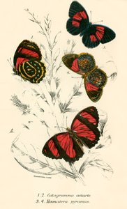 Butterflies