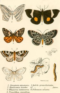 Butterflies