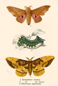Butterflies