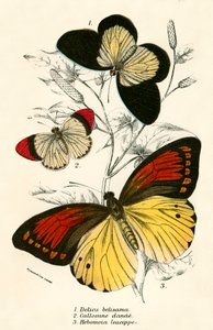 Butterflies