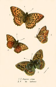 Butterflies