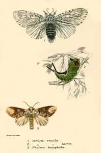 Butterflies