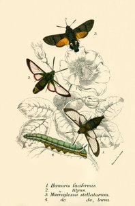 Butterflies