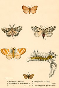 Butterflies