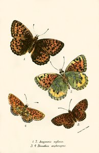 Butterflies