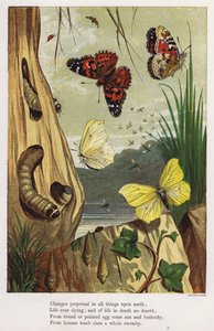 Butterflies and caterpillars