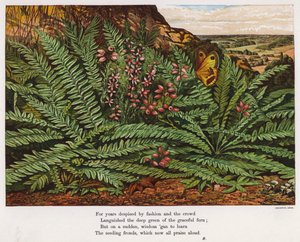 Butterfly and ferns