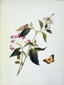 Butterfly, grasshopper and dragonfly on a plant by English School