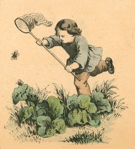 Butterflying