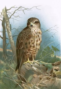 Buzzard by English School