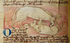 Wild Ass, from Bestiary