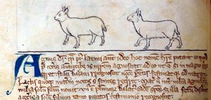 Lambs, from Bestiary