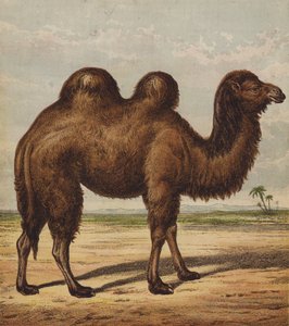 Camel