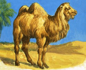 Camel