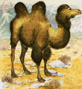 Camel