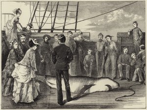 Capture of a shark in the tropics