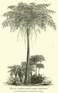 Carboniferous Ferns Restored by English School