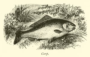 Carp