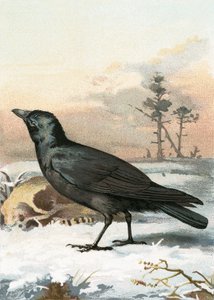 Carrion crow by English School