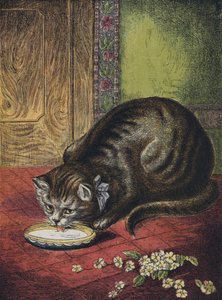 Cat Drinking Milk
