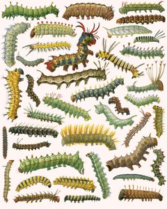 Caterpillars by English School
