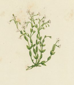 Cathartic Flax, Linum Catharticum