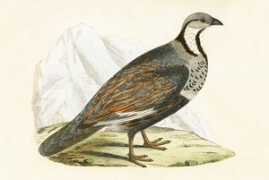 Caucasian Snow Partridge, illustration from 
