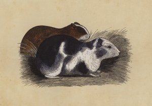 Cavy by English School