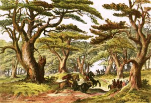 Cedars of Lebanon by English School