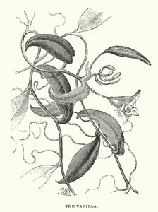Central America: The vanilla by English School