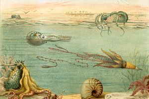 Cephalopoda by English School