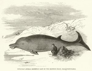 Cetacean Animal recently Cast on the Kentish Coast, near Whitstable