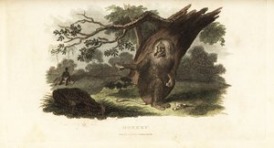 Chacma Baboon Teasing a Black Man with His Own Food in South Africa by English School