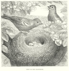 Chaffinch by English School