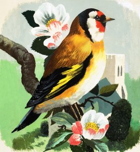 Chaffinch