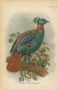Chamba Moonal Pheasant by English School