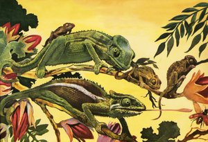 Chameleon