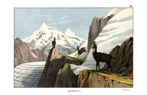 Chamois by English School