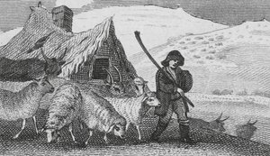 Cheviot Shepherds