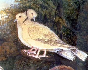 Chicken and Doves near a Farm (detail)
