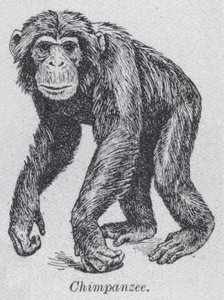 Chimpanzee