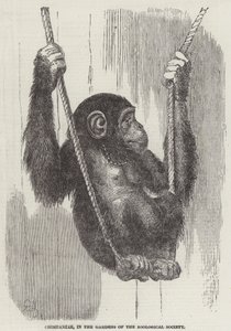 Chimpanzee, in the Gardens of the Zoological Society by English School