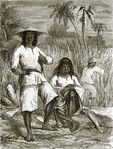 Chinese Coolies in Havana