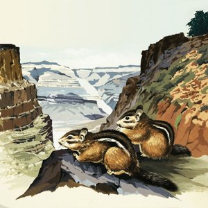 Chipmunks at the Grand Canyon National Park