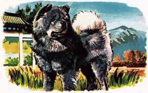 Chow-Chow