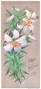 Christmas Lilies
