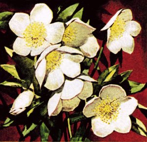 Christmas Roses