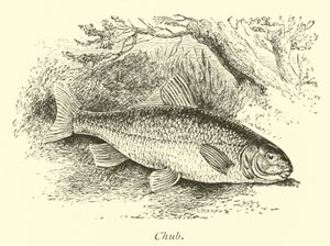 Chub