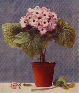 Cineraria